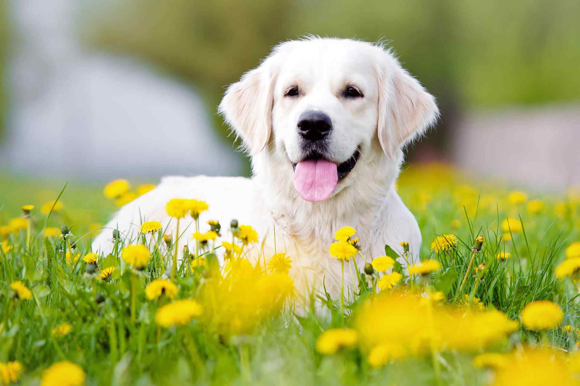 https://www.havenhomedogboarding.co.uk/wp/wp-content/uploads/2018/09/portfolio_04.jpg