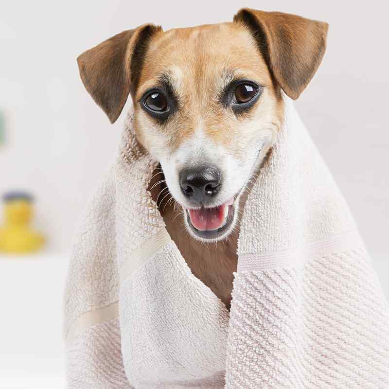 inner_image_10 https://www.havenhomedogboarding.co.uk/wp/wp-content/uploads/2019/08/inner_image_10.jpg