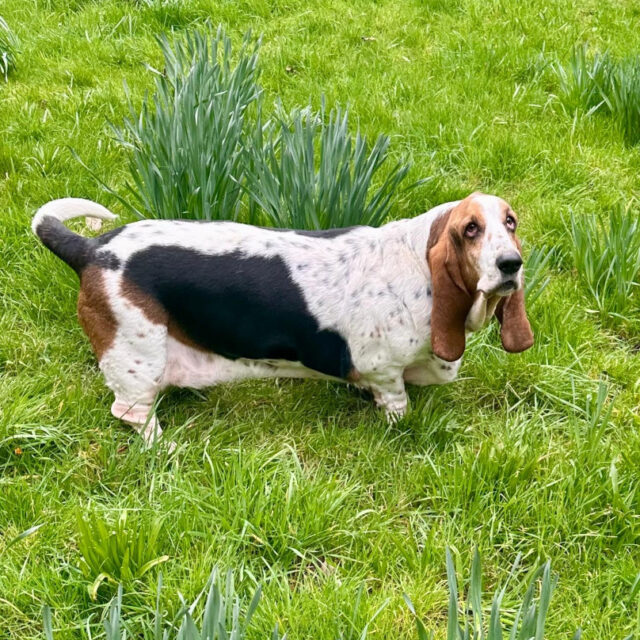 beagle