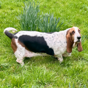 https://www.havenhomedogboarding.co.uk/wp/wp-content/uploads/2025/10/beagle-contact350.jpeg