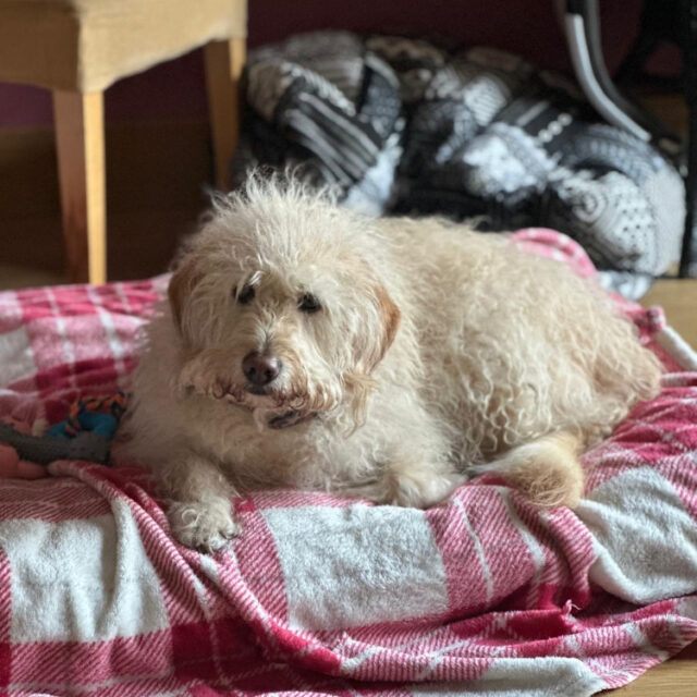 jane https://www.havenhomedogboarding.co.uk/wp/wp-content/uploads/2025/10/jane-640x640.jpeg