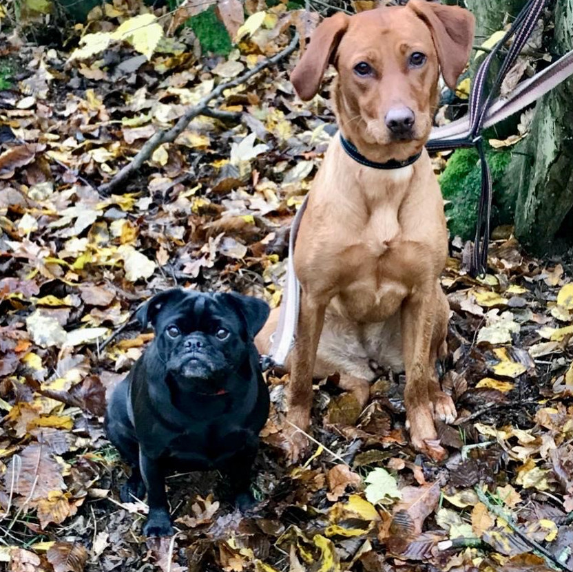 https://www.havenhomedogboarding.co.uk/wp/wp-content/uploads/2025/10/mabel.jpeg