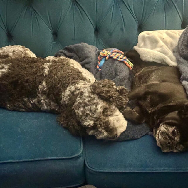 sofa-dogs